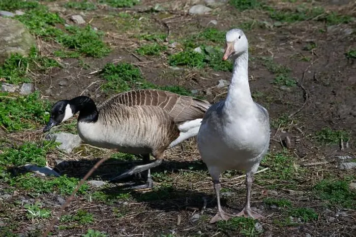 Framed Print : A snow goose and a Canada goose Framed Print : A snow goose and a Canada goose