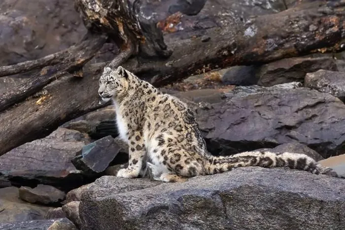 Framed Print : snow leopard (Panthera uncia), commonly known as the ounce Framed Print : snow leopard (Panthera uncia), commonly known as the ounce