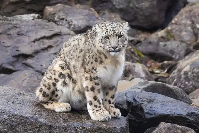 Framed Print : snow leopard (Panthera uncia), commonly known as the ounce Framed Print : snow leopard (Panthera uncia), commonly known as the ounce