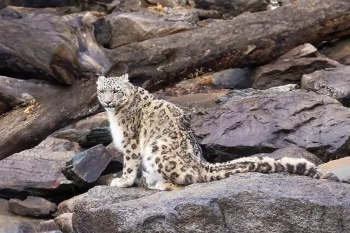 Framed Print : snow leopard (Panthera uncia), commonly known as the ounce Framed Print : snow leopard (Panthera uncia), commonly known as the ounce