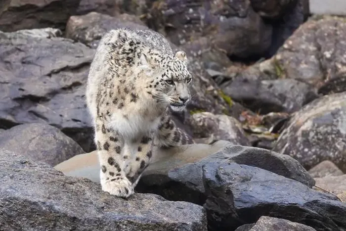 Framed Print : snow leopard (Panthera uncia), commonly known as the ounce Framed Print : snow leopard (Panthera uncia), commonly known as the ounce