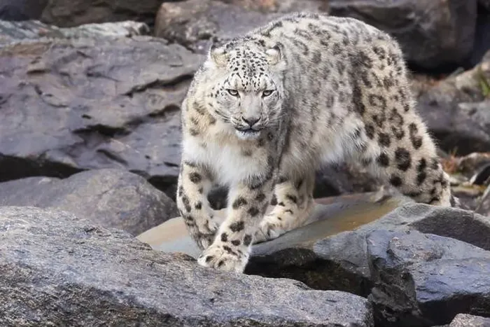 Framed Print : snow leopard (Panthera uncia), commonly known as the ounce Framed Print : snow leopard (Panthera uncia), commonly known as the ounce