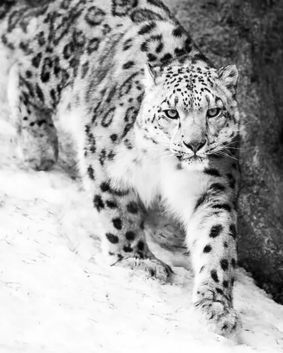 Framed Print : Snow Leopard Walking in Snow Framed Print : Snow Leopard Walking in Snow