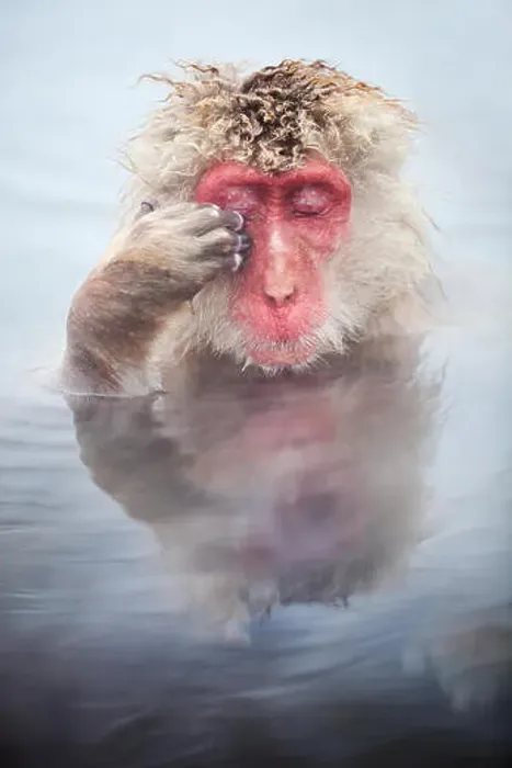Framed Print : Snow Monkey Snow Monkeys Framed Print : Snow Monkey Snow Monkeys