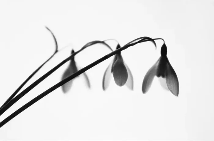 Framed Print : Snowdrop, Galanthus nivalis, Black & white studio shot Framed Print : Snowdrop, Galanthus nivalis, Black & white studio shot