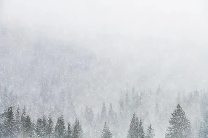 Framed Print : Snowstorm in winter mountains. Snowy spruce and pine forest. Landscape photography Framed Print : Snowstorm in winter mountains. Snowy spruce and pine forest. Landscape photography