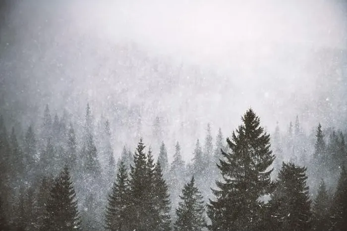 Framed Print : Snowstorm in winter mountains. Snowy spruce and pine forest. Landscape photography Framed Print : Snowstorm in winter mountains. Snowy spruce and pine forest. Landscape photography