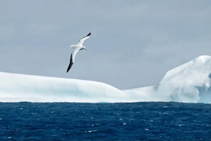 Framed Print : Snowy Albatross flying over icebergs, Antarctica, Polar Regions Framed Print : Snowy Albatross flying over icebergs, Antarctica, Polar Regions