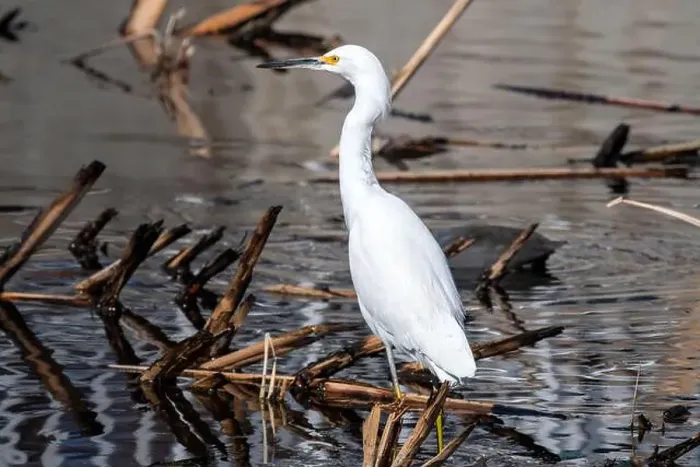 Framed Print : Snowy Egret (Egretta thula) Framed Print : Snowy Egret (Egretta thula)