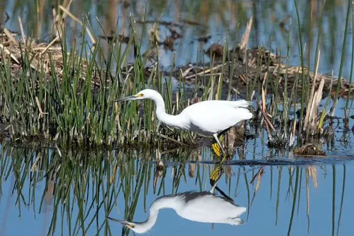 Framed Print : Snowy Egret (Egretta thula)