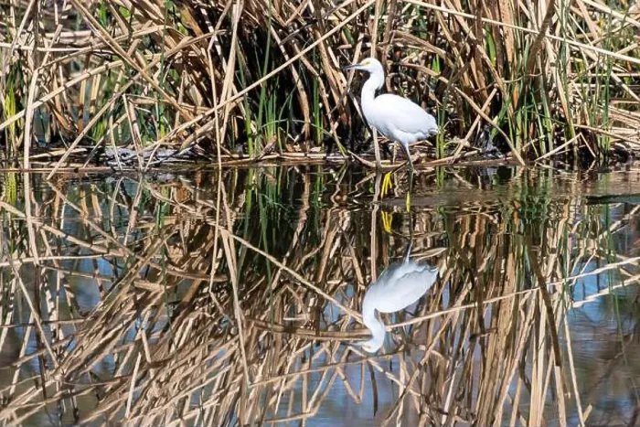 Framed Print : Snowy Egret (Egretta thula)