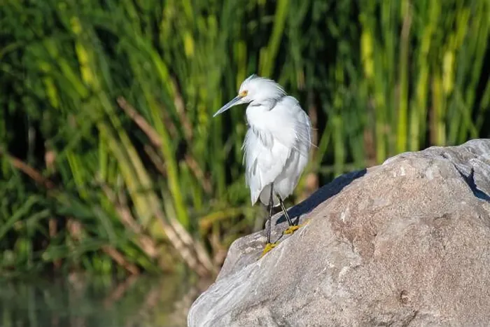 Framed Print : Snowy Egret (Egretta thula) Framed Print : Snowy Egret (Egretta thula)