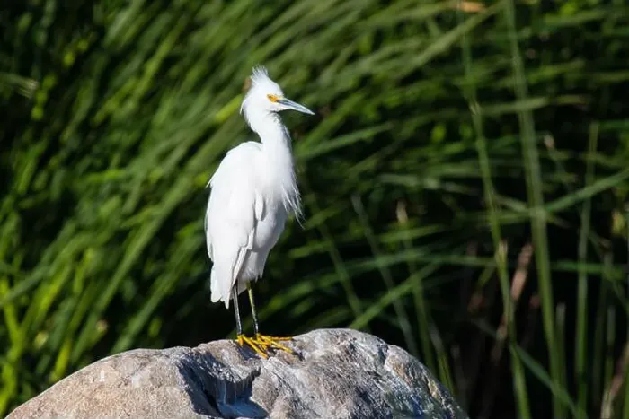Framed Print : Snowy Egret (Egretta thula) Framed Print : Snowy Egret (Egretta thula)