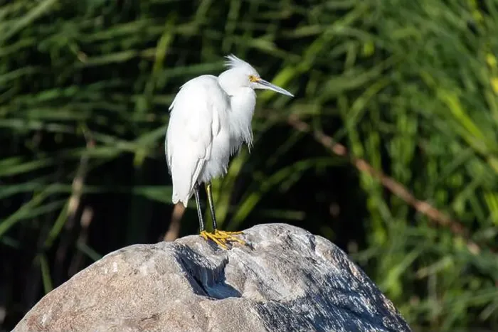 Framed Print : Snowy Egret (Egretta thula) Framed Print : Snowy Egret (Egretta thula)
