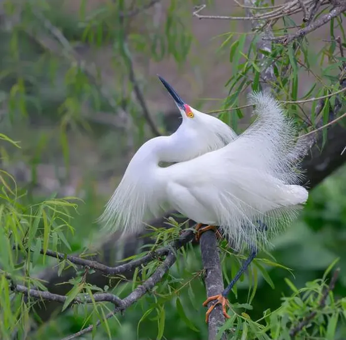 Framed Print : Snowy egret (Egretta thula) male displaying in breeding plumage, High Island, Texas, USA Framed Print : Snowy egret (Egretta thula) male displaying in breeding plumage, High Island, Texas, USA
