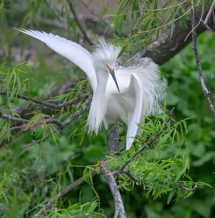 Framed Print : Snowy egret (Egretta thula) male displaying in breeding plumage, High Island, Texas, USA Framed Print : Snowy egret (Egretta thula) male displaying in breeding plumage, High Island, Texas, USA
