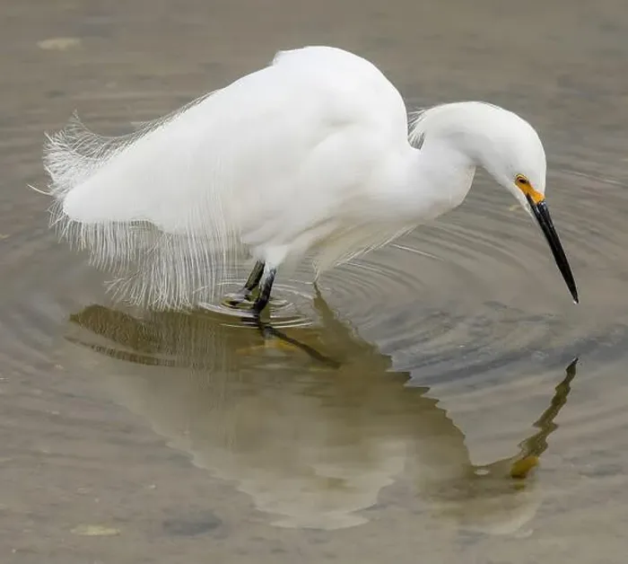Framed Print : Snowy Egret foraging in shallow waters. Shoreline Lake and Park, Santa Clara County, California, USA Framed Print : Snowy Egret foraging in shallow waters. Shoreline Lake and Park, Santa Clara County, California, USA