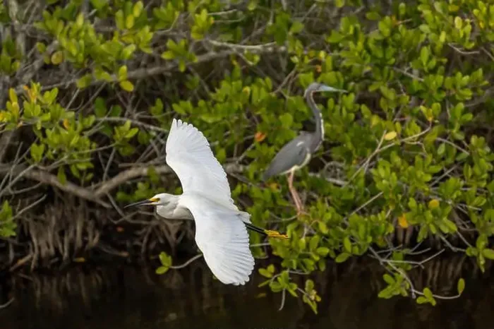 Framed Print : Snowy Egret, Great Blue Heron, Merritt Island, Florida Framed Print : Snowy Egret, Great Blue Heron, Merritt Island, Florida