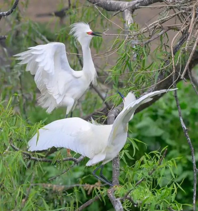 Framed Print : Snowy egrets (Egretta thula) courtship, High Island, Texas, USA