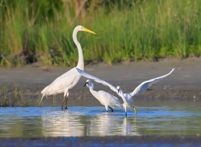 Framed Print : Snowy egrets (Egretta thula) hunting in a lagoon with open wings Framed Print : Snowy egrets (Egretta thula) hunting in a lagoon with open wings