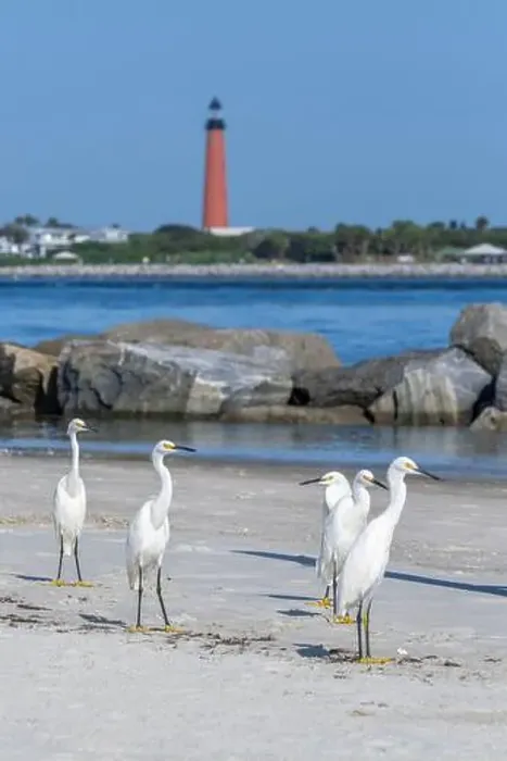 Framed Print : Snowy egrets on the jetty, New Smyrna Beach, Florida, view of Ponce de Leon Inlet Lighthouse Framed Print : Snowy egrets on the jetty, New Smyrna Beach, Florida, view of Ponce de Leon Inlet Lighthouse