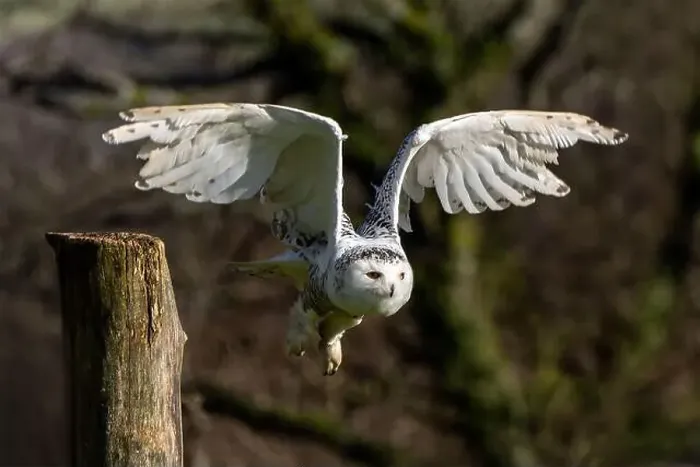 Framed Print : Snowy Owl bird of prey with its wings outspread in flight, stock photo image Framed Print : Snowy Owl bird of prey with its wings outspread in flight, stock photo image