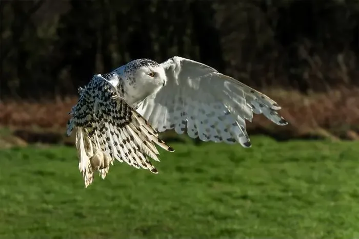 Framed Print : Snowy Owl bird of prey with its wings outspread in flight, stock photo image Framed Print : Snowy Owl bird of prey with its wings outspread in flight, stock photo image