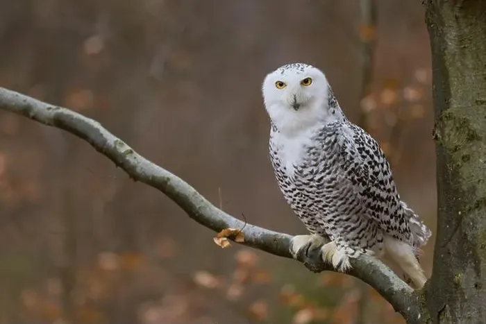 Framed Print : Snowy owl on branch (Bubo scandiacus) captive, Czech Republic, Europe Framed Print : Snowy owl on branch (Bubo scandiacus) captive, Czech Republic, Europe