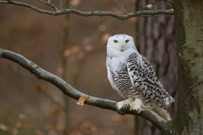 Framed Print : Snowy owl on branch (Bubo scandiacus) captive, Czech Republic, Europe Framed Print : Snowy owl on branch (Bubo scandiacus) captive, Czech Republic, Europe