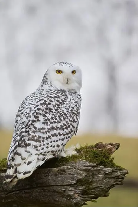 Framed Print : Snowy owl on branch (Bubo scandiacus) captive, Czech Republic, Europe Framed Print : Snowy owl on branch (Bubo scandiacus) captive, Czech Republic, Europe