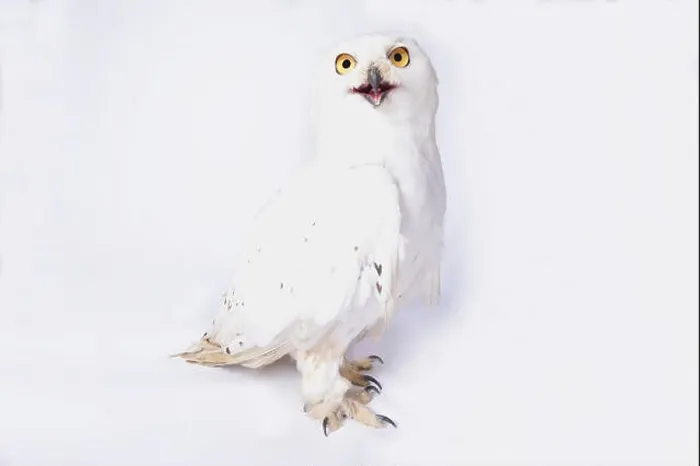 Framed Print : Snowy owl, Bubo scandiacus Framed Print : Snowy owl, Bubo scandiacus
