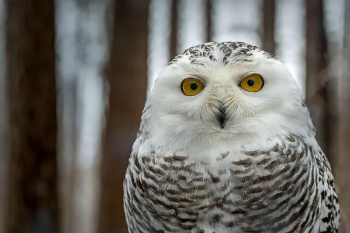 Framed Print : The snowy owl, Bubo scandiacus Framed Print : The snowy owl, Bubo scandiacus