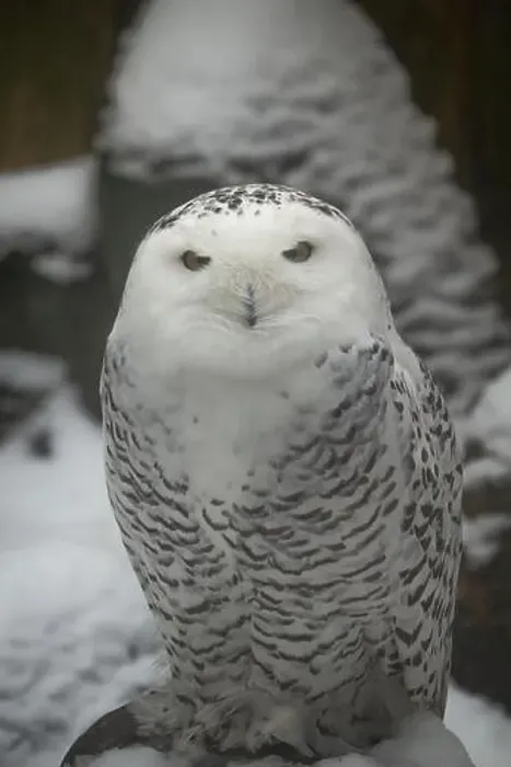 Framed Print : The Snowy Owl, Bubo scandiacus is a large, white owl of the typical owl family Framed Print : The Snowy Owl, Bubo scandiacus is a large, white owl of the typical owl family