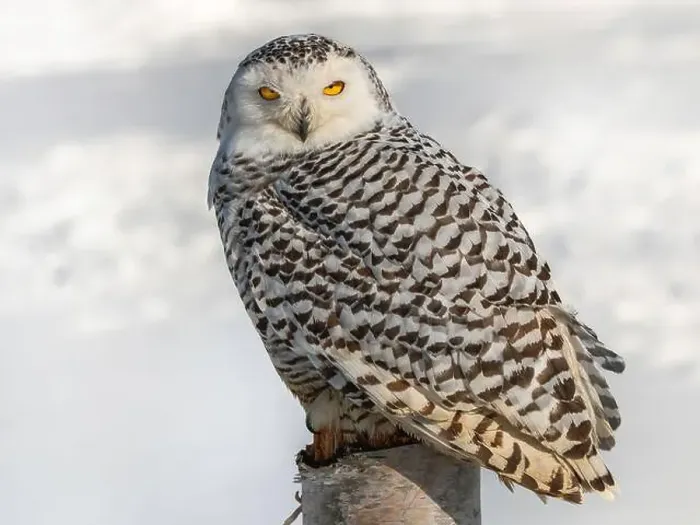 Framed Print : Snowy owl (Bubo scandiacus) perching on a pole on a cold winter morning, Southern Ontario Framed Print : Snowy owl (Bubo scandiacus) perching on a pole on a cold winter morning, Southern Ontario