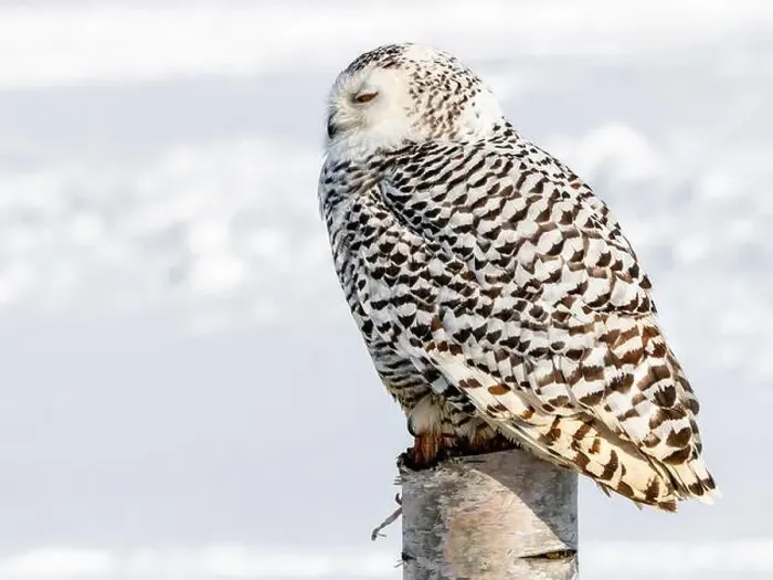 Framed Print : Snowy owl (Bubo scandiacus) perching on a pole on a cold winter morning, Southern Ontario Framed Print : Snowy owl (Bubo scandiacus) perching on a pole on a cold winter morning, Southern Ontario