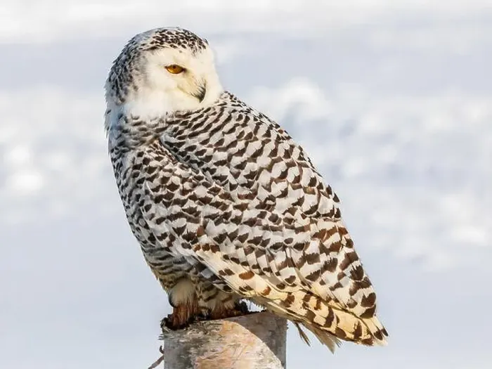 Framed Print : Snowy owl (Bubo scandiacus) perching on a pole on a cold winter morning, Southern Ontario Framed Print : Snowy owl (Bubo scandiacus) perching on a pole on a cold winter morning, Southern Ontario