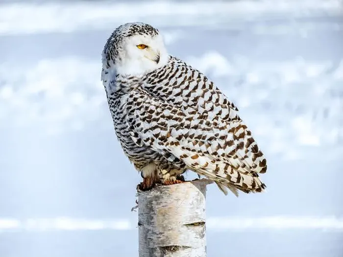 Framed Print : Snowy owl (Bubo scandiacus) perching on a pole on a cold winter morning, Southern Ontario Framed Print : Snowy owl (Bubo scandiacus) perching on a pole on a cold winter morning, Southern Ontario