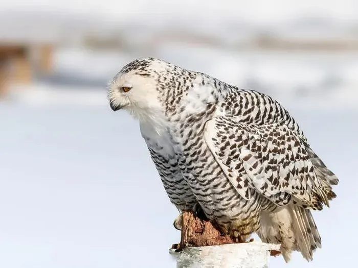 Framed Print : Snowy owl (Bubo scandiacus) perching on a pole on a cold winter morning, Southern Ontario Framed Print : Snowy owl (Bubo scandiacus) perching on a pole on a cold winter morning, Southern Ontario