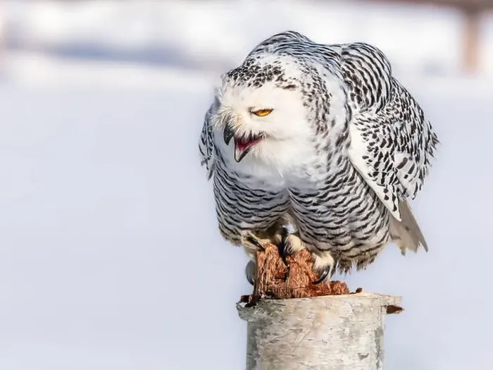 Framed Print : Snowy owl (Bubo scandiacus) perching on a pole on a cold winter morning, Southern Ontario Framed Print : Snowy owl (Bubo scandiacus) perching on a pole on a cold winter morning, Southern Ontario
