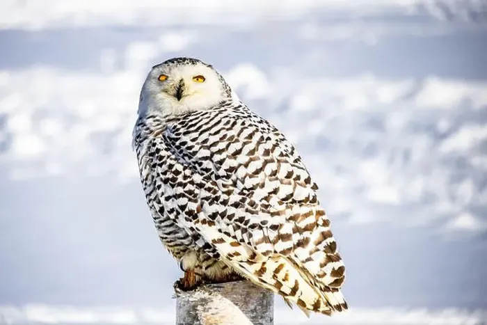 Framed Print : Snowy owl (Bubo scandiacus) perching on a pole on a cold winter morning, Southern Ontario Framed Print : Snowy owl (Bubo scandiacus) perching on a pole on a cold winter morning, Southern Ontario