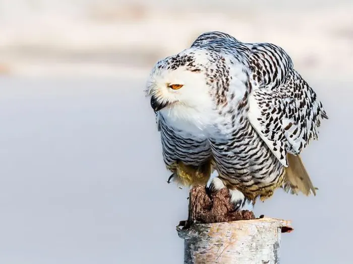 Framed Print : Snowy owl (Bubo scandiacus) perching on a pole on a cold winter morning, Southern Ontario Framed Print : Snowy owl (Bubo scandiacus) perching on a pole on a cold winter morning, Southern Ontario