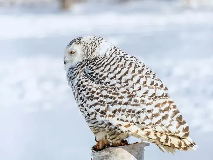 Framed Print : Snowy owl (Bubo scandiacus) perching on a pole on a cold winter morning, Southern Ontario Framed Print : Snowy owl (Bubo scandiacus) perching on a pole on a cold winter morning, Southern Ontario