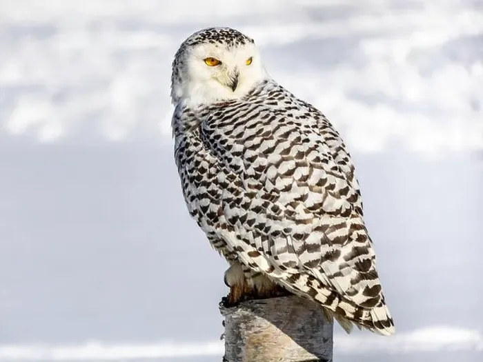 Framed Print : Snowy owl (Bubo scandiacus) perching on a pole on a cold winter morning, Southern Ontario Framed Print : Snowy owl (Bubo scandiacus) perching on a pole on a cold winter morning, Southern Ontario
