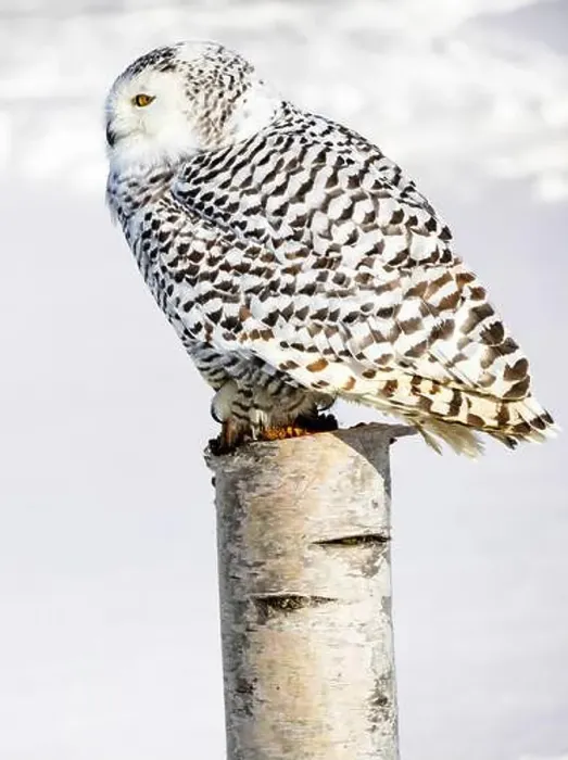 Framed Print : Snowy owl (Bubo scandiacus) perching on a pole on a cold winter morning, Southern Ontario Framed Print : Snowy owl (Bubo scandiacus) perching on a pole on a cold winter morning, Southern Ontario