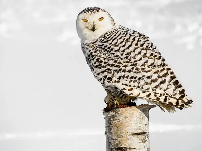 Framed Print : Snowy owl (Bubo scandiacus) perching on a pole on a cold winter morning, Southern Ontario Framed Print : Snowy owl (Bubo scandiacus) perching on a pole on a cold winter morning, Southern Ontario