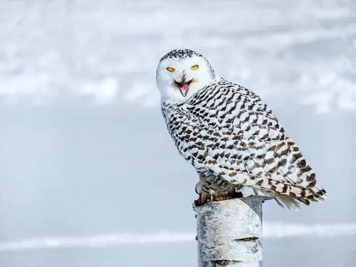 Framed Print : Snowy owl (Bubo scandiacus) perching on a pole on a cold winter morning, Southern Ontario Framed Print : Snowy owl (Bubo scandiacus) perching on a pole on a cold winter morning, Southern Ontario