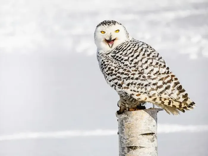 Framed Print : Snowy owl (Bubo scandiacus) perching on a pole on a cold winter morning, Southern Ontario Framed Print : Snowy owl (Bubo scandiacus) perching on a pole on a cold winter morning, Southern Ontario