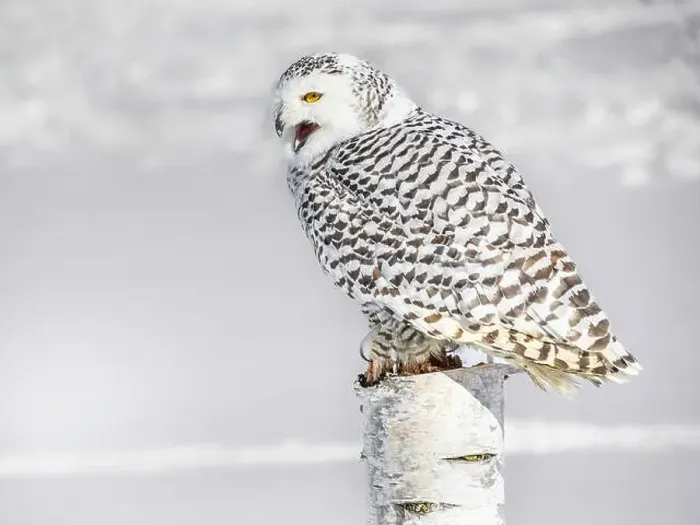 Framed Print : Snowy owl (Bubo scandiacus) perching on a pole on a cold winter morning, Southern Ontario Framed Print : Snowy owl (Bubo scandiacus) perching on a pole on a cold winter morning, Southern Ontario