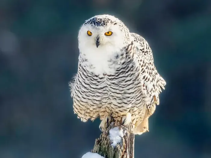 Framed Print : Snowy owl (Bubo scandiacus) perching on a rotten fance post on a cold winter morning against dark foliage background Framed Print : Snowy owl (Bubo scandiacus) perching on a rotten fance post on a cold winter morning against dark foliage background