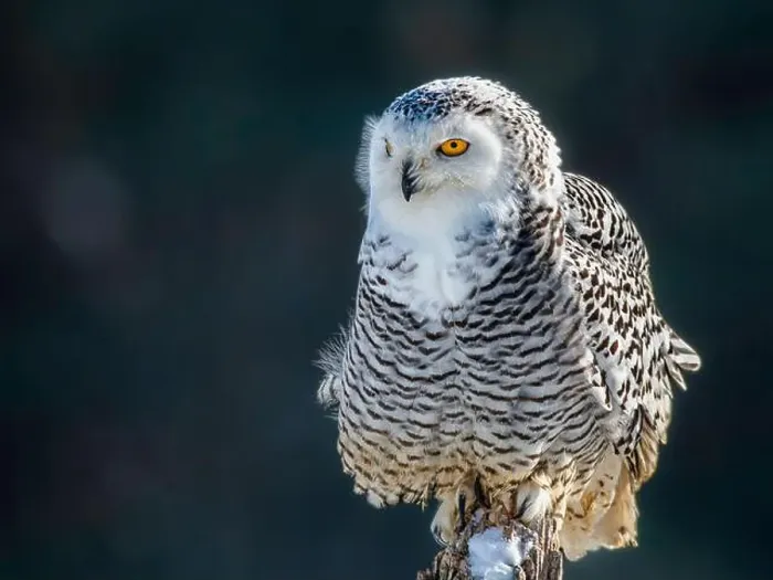 Framed Print : Snowy owl (Bubo scandiacus) perching on a rotten fance post on a cold winter morning against dark foliage background Framed Print : Snowy owl (Bubo scandiacus) perching on a rotten fance post on a cold winter morning against dark foliage background